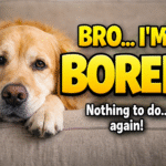 Brain Training 4 dogs