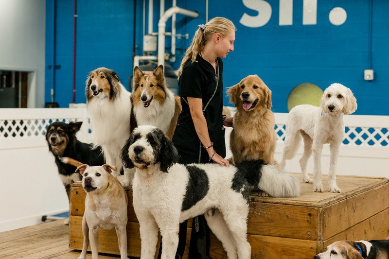 Discover everything about dog day care in our ultimate 2026 guide. Learn costs, benefits, what to look for, and how to choose the perfect day care for your furry friend.